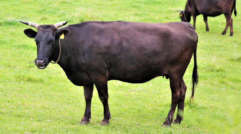 牛フィレ肉のランク