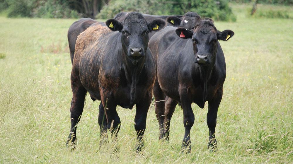 輸入牛・国産牛(和牛)で「良さの方向」が変わる