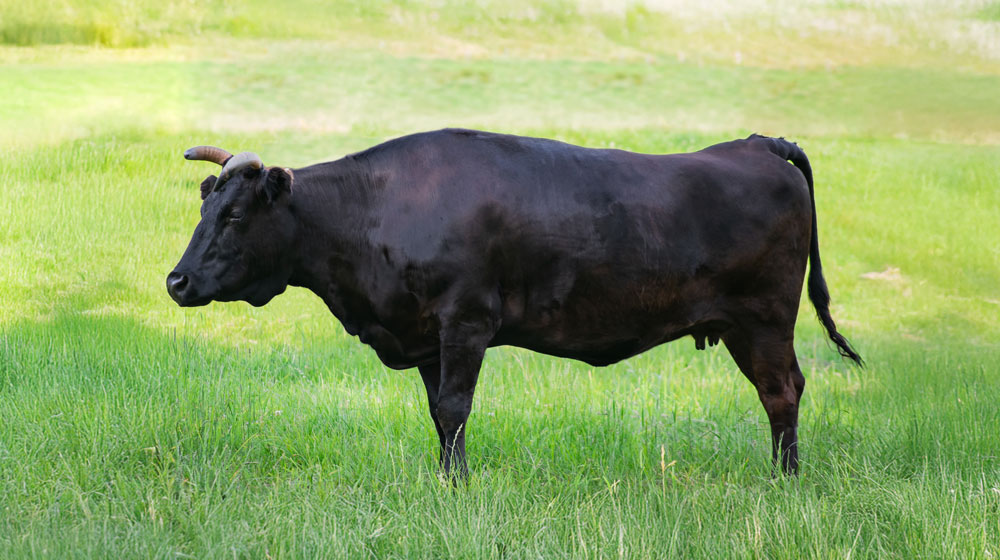 和牛と国産牛の違い
