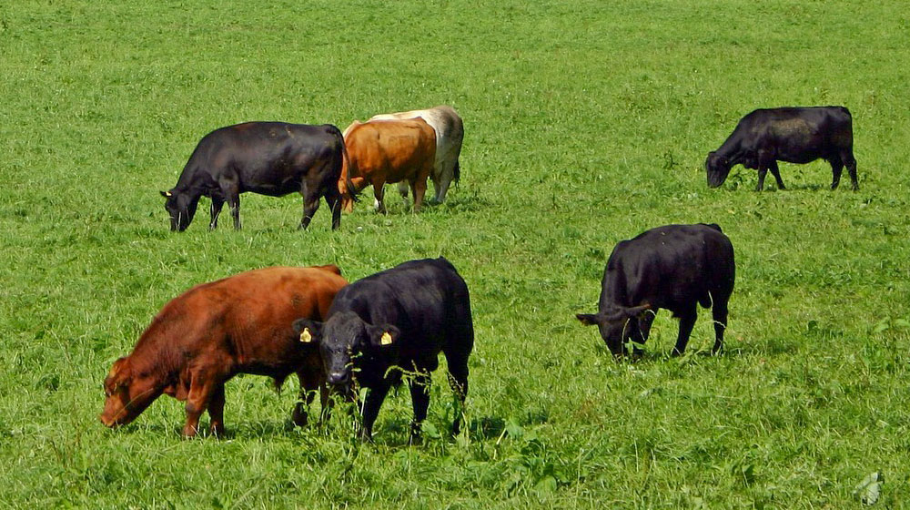 グラスフェッド（牧草飼育）