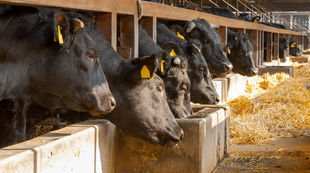 グレインフェッド（穀物肥育）