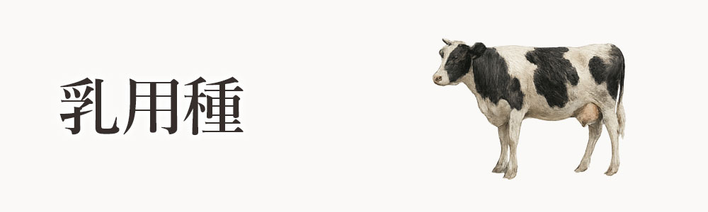 乳用種（にゅうようしゅ）