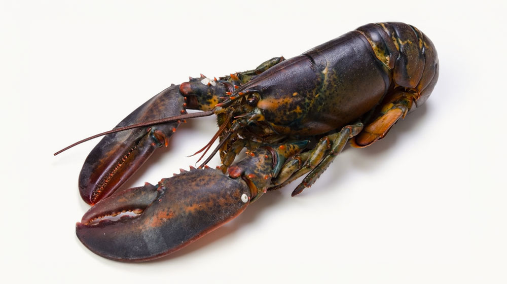 オマール海老：濃厚で香りが良い