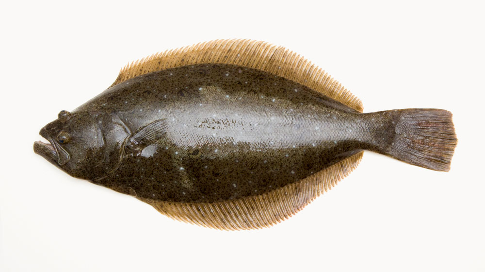 ヒラメ（平目）：繊細で淡白