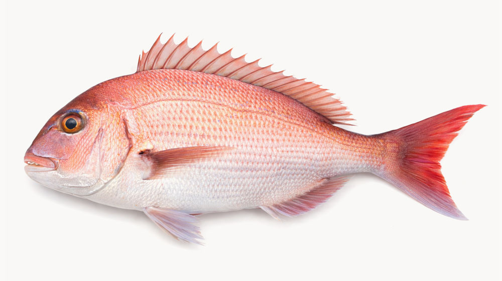 マダイ（真鯛）：上品で淡白