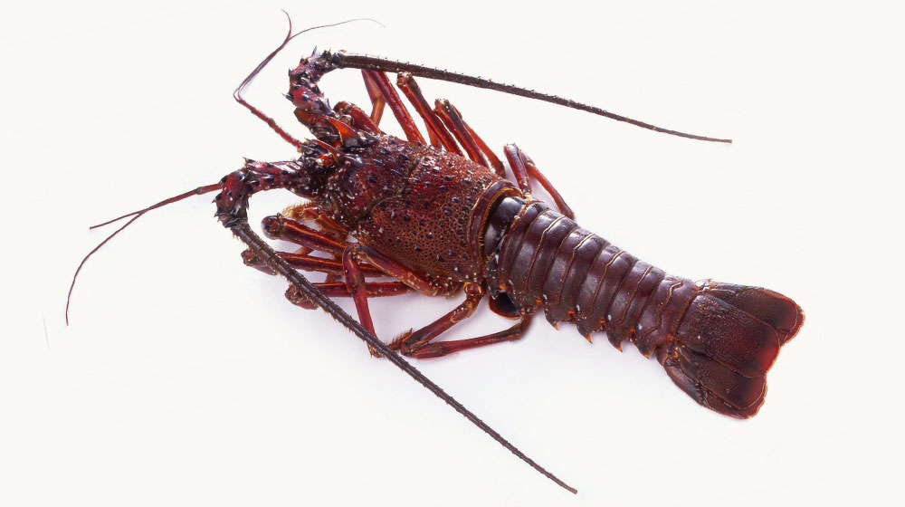 伊勢海老：甘み、旨みが濃い