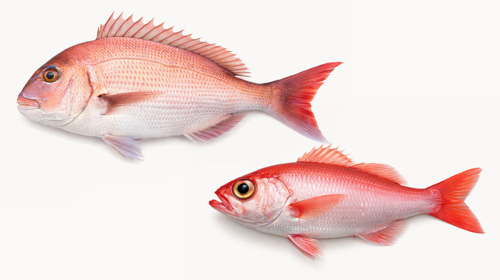 魚の種類指定は可能なのか